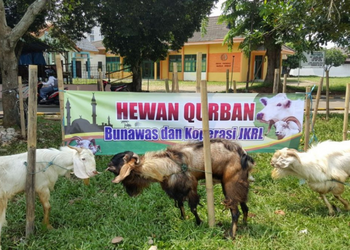 Hewan Qurban Koperasi JKRL
